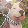 Image of Strong Metal Dog Chain Collars Stainless Steel Pet Training Choke Collar For Large Dogs Pitbull Bulldog Silver Gold Show Collar Shopping